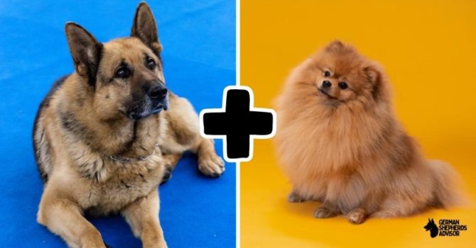 German Shepherd Pomeranian Mix A Rare Combination Mixed