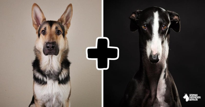 German Shepherd And Greyhound Mix: A Rare Combination!