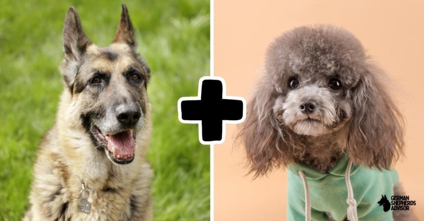 German Shepherd Poodle Mix:  A Rare Yet Interesting Combo!