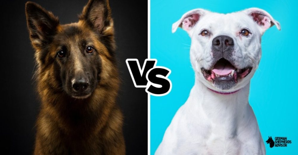 German Shepherd vs Pitbull