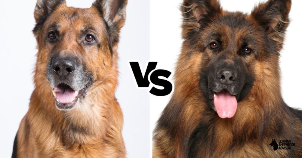 King Shepherd vs German Shepherd