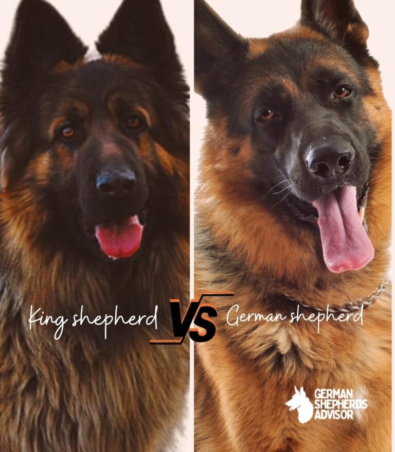 King Shepherd vs German Shepherd: A Thorough Comparison