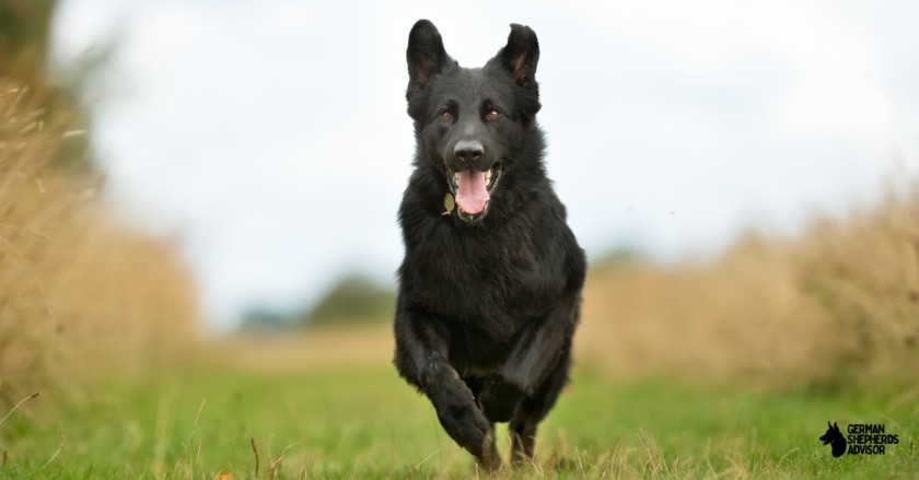 Lycan Shepherd: All About This Trending Breed