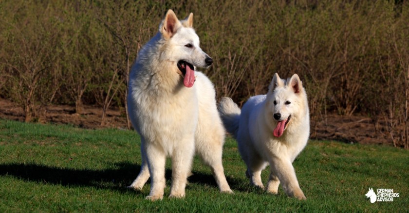 White German Shepherd – An Absolute Guide To ‘Berger Blanc Suisse’ Breed.