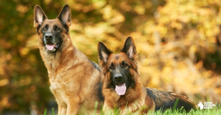 Are German Shepherds Good With Other Dogs: A Brief Study!