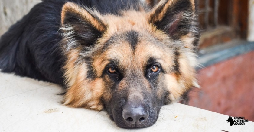 Can A German Shepherd Live In Apartment?
