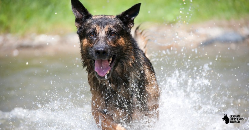 Do German Shepherds Like Water: Let’s Dig In