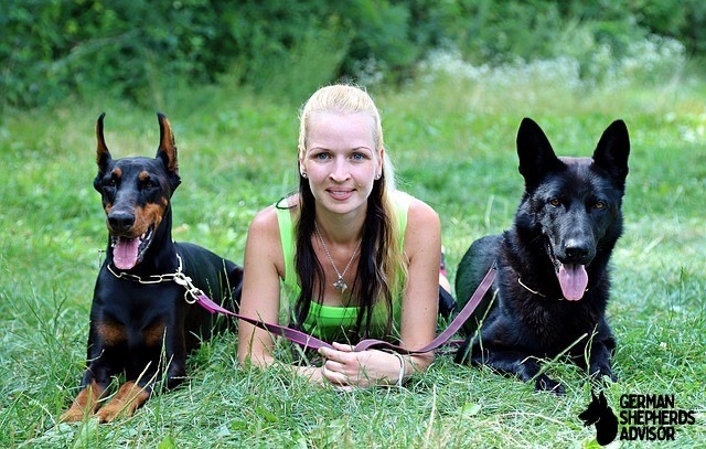 Doberman with black German shepherd