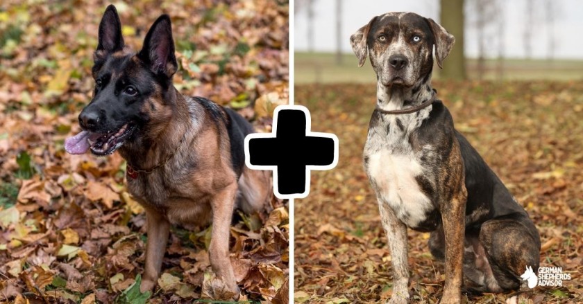 German Shepherd Catahoula Mix: All About This Rare Breed!
