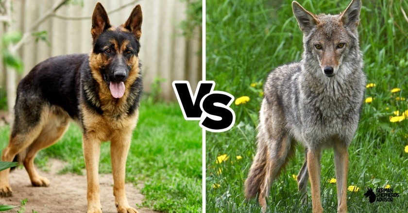 German Shepherd vs Coyote: Who Will Win?