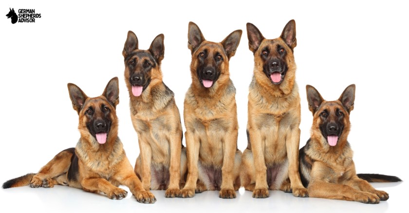How Much Is A Purebred German Shepherd: From Start To End!