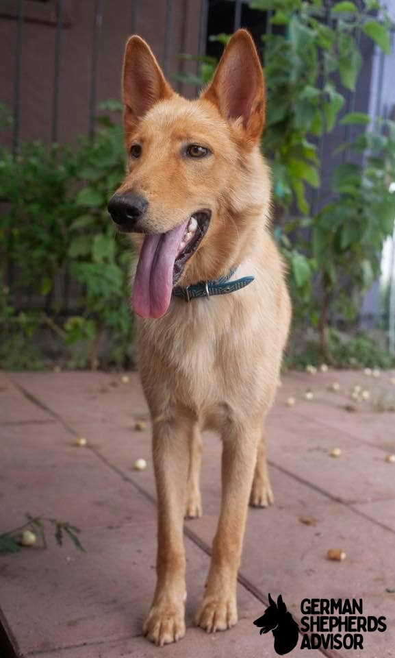 Meet The Golden Shepherd Adult dog