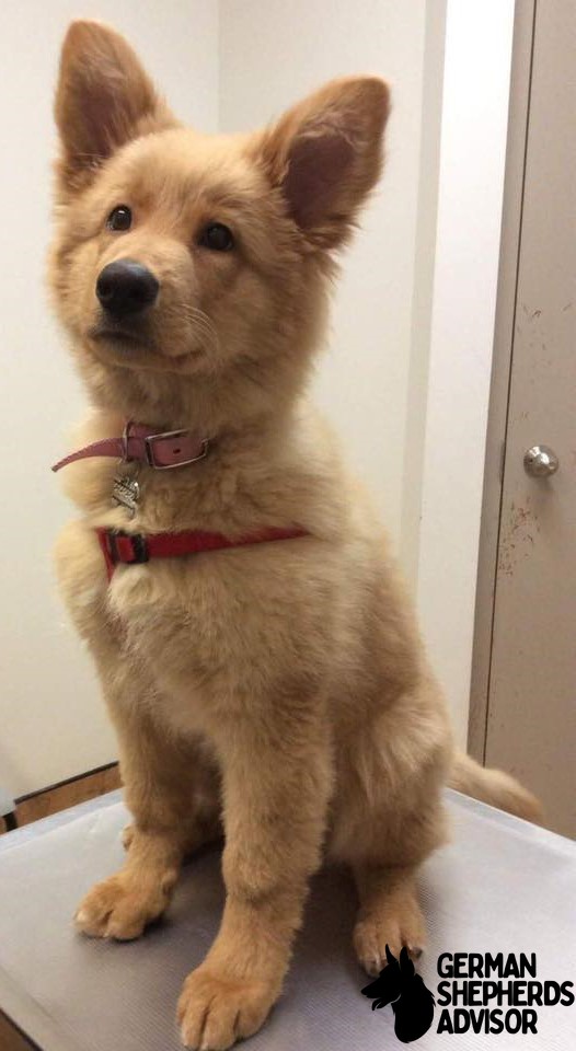 Meet The Golden Shepherd Puppy