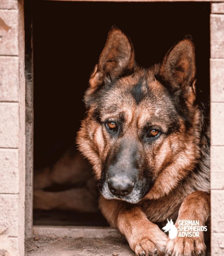 Can German Shepherds Be Left Alone Know The Truth. Breed