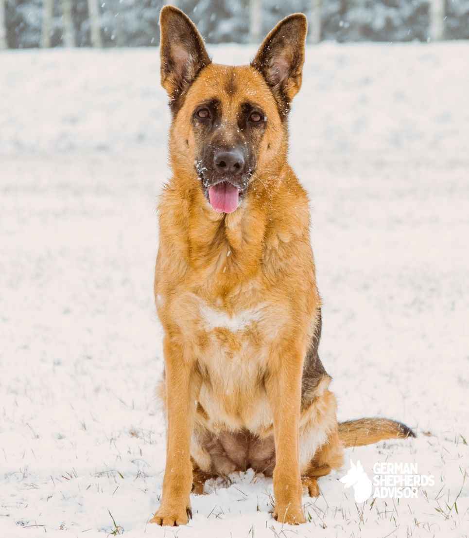 do-german-shepherds-get-cold-fun-facts-breed