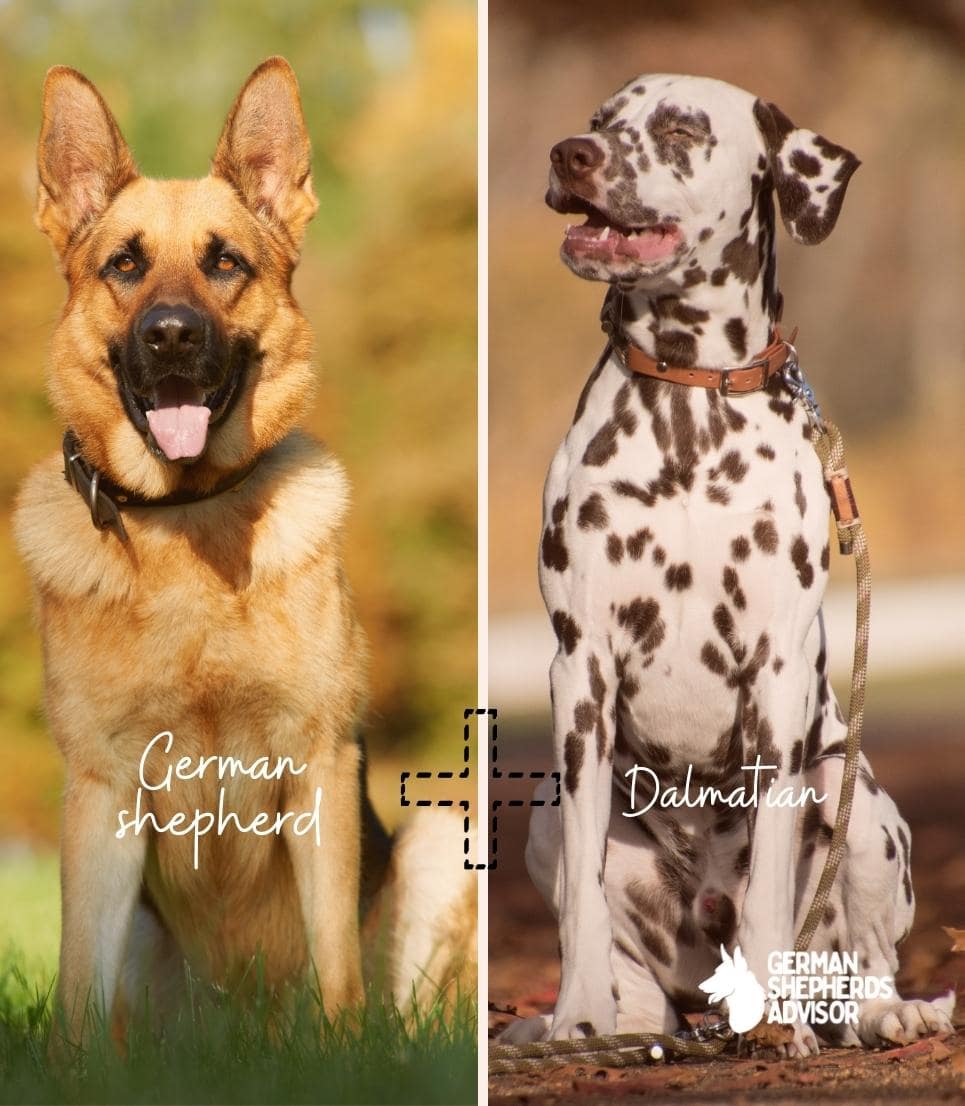 German Shepherd Dalmatian MixA Modern Day Breed! Mixed