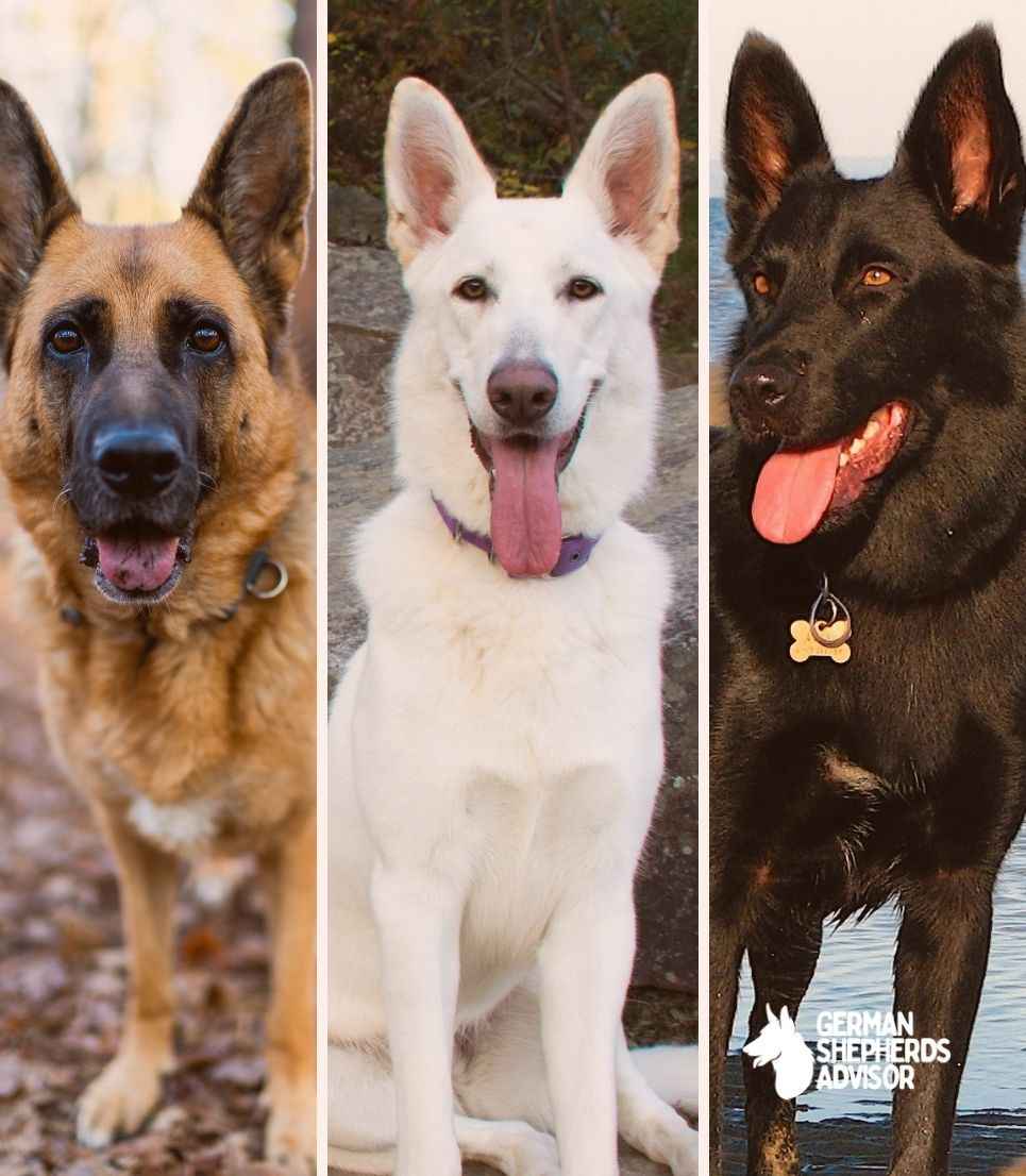 German Shepherd Rare Color Let s Discover All Facts Breed