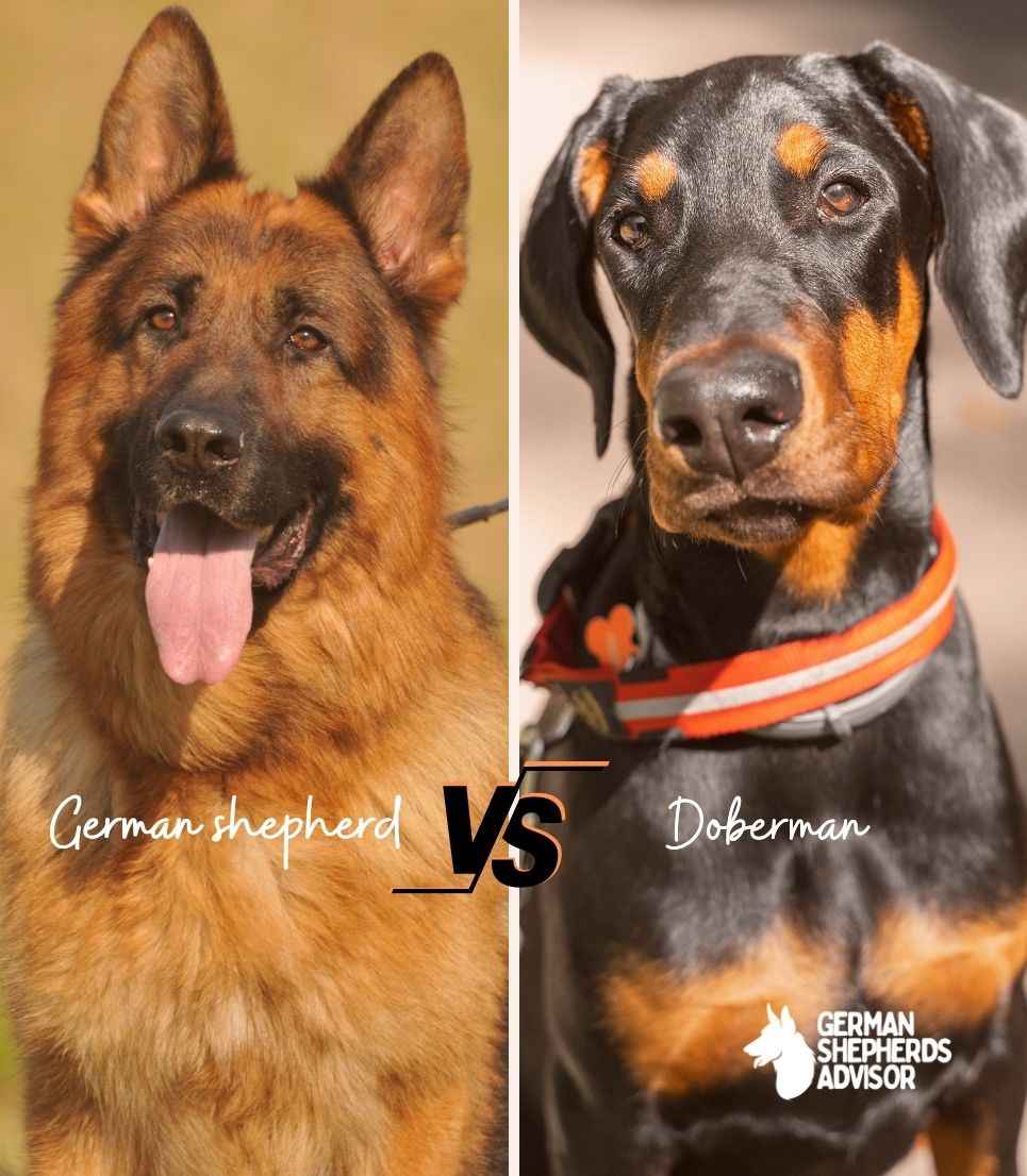 German Shepherd vs Doberman Who Is Better? Comparison