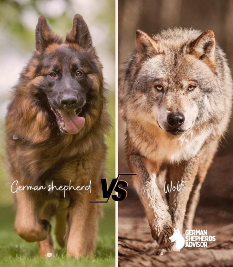 German Shepherd vs Wolf Which Is More Powerful! Comparison