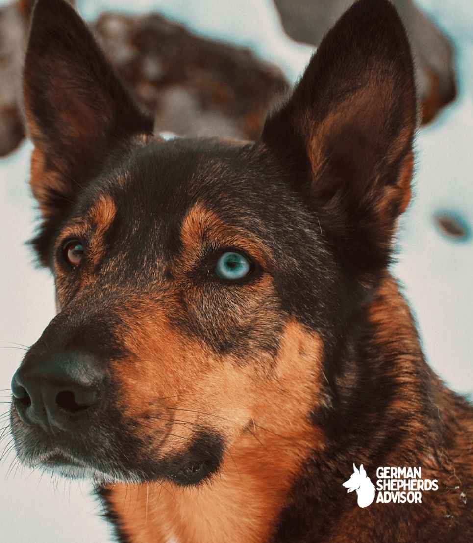 German Shepherd With Blue Eyes: A True God's Miracle! | Breed