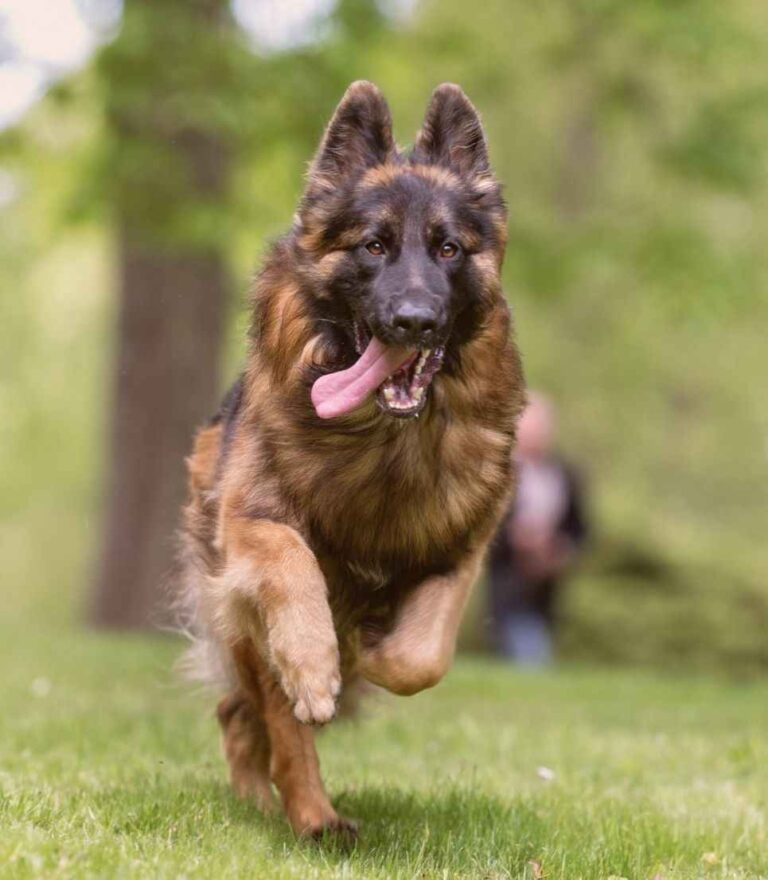 how-fast-can-a-german-shepherd-run-any-idea-breed