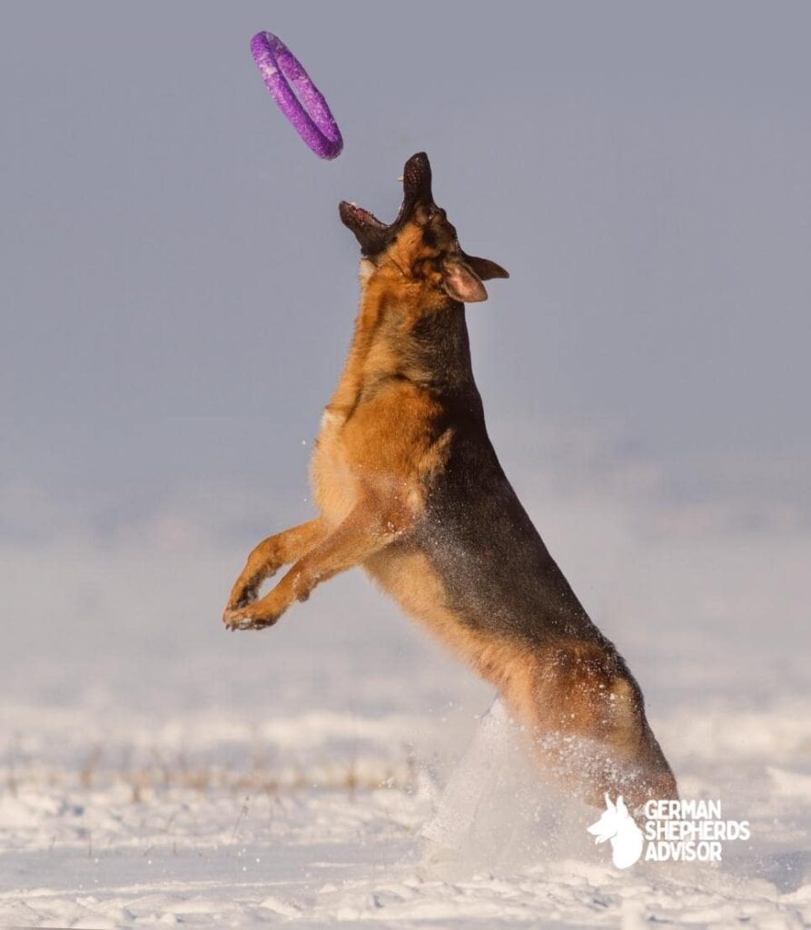 How High Can A German Shepherd Jump A Debate! Breed