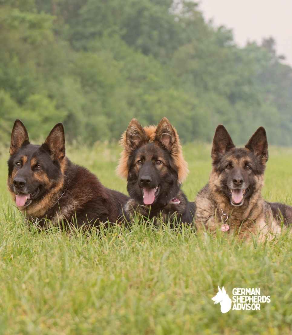 How Much Is A Purebred German Shepherd From Start To End! Breed