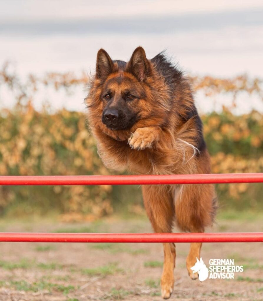 How To Stop German Shepherd From Jumping Over FencePro Tips! Behavior