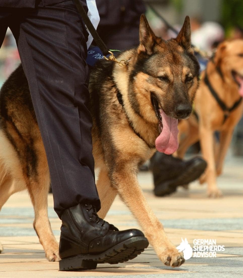 Why Are German Shepherds So Protective