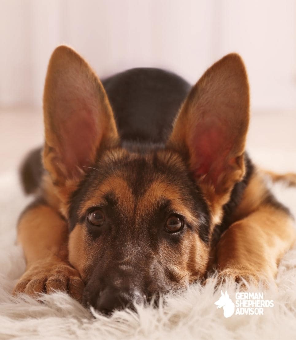 Why Does My German Shepherd Destroy EverythingAre they Destructive?