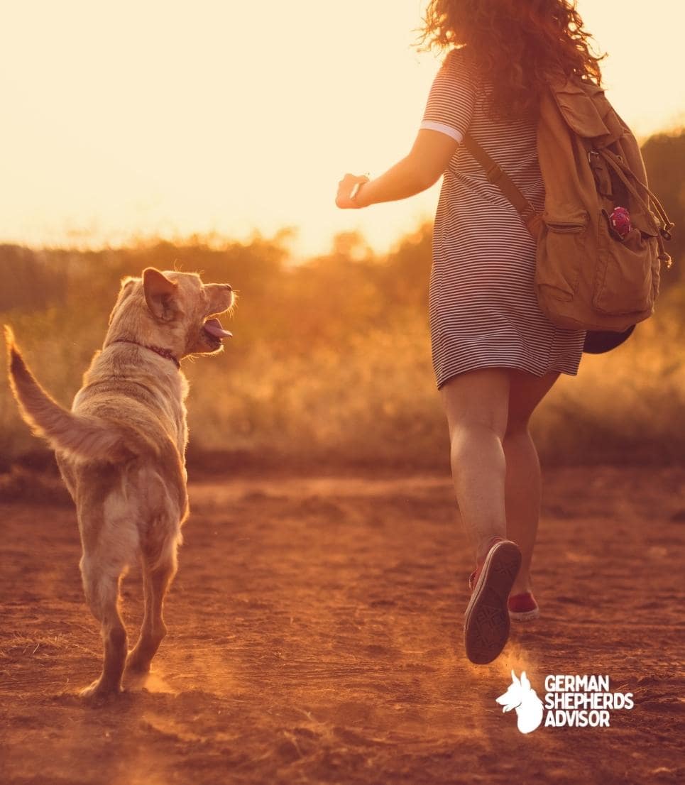 Why Does My German Shepherd Follow Me Everywhere Is That The Right