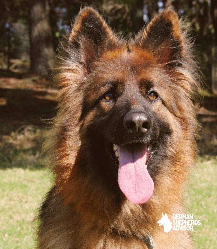 Why Does My German Shepherd Bark So Much Let’s Dig In. Behavior