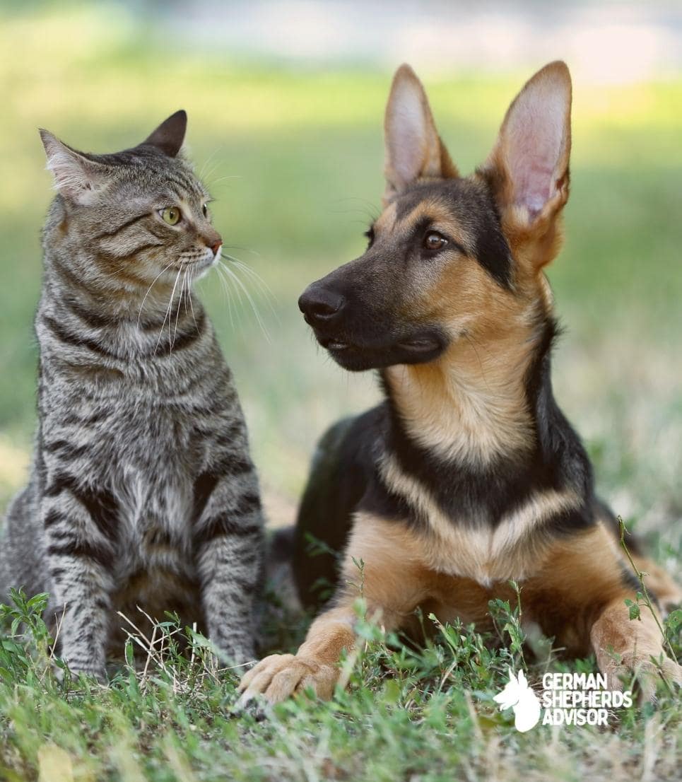 Are German Shepherds Good With Cats? A Good Question for Pet Lovers!