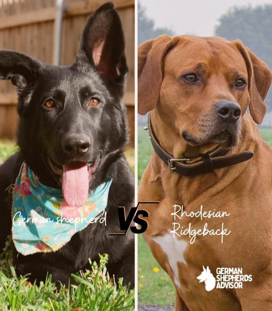 Dog Breed Comparison: Rhodesian Ridgeback vs German Shepherd