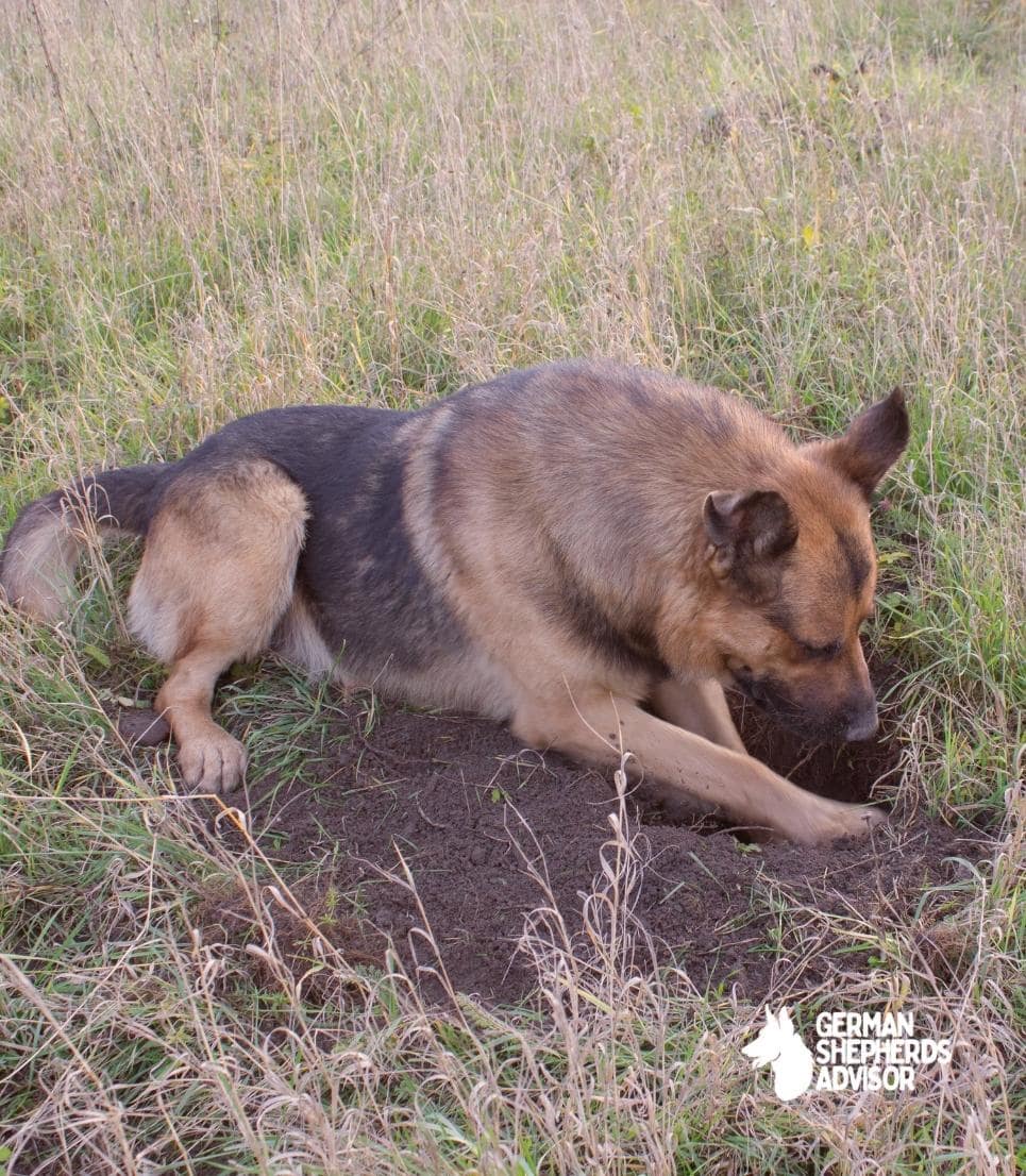 I Love My German Shepherd But Why Do German Shepherds Dig Holes?