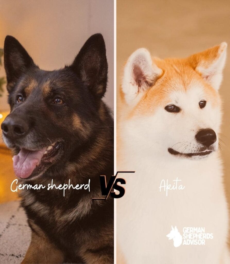 German Shepherd vs Akita: Which Dog Is The Best? | Comparison