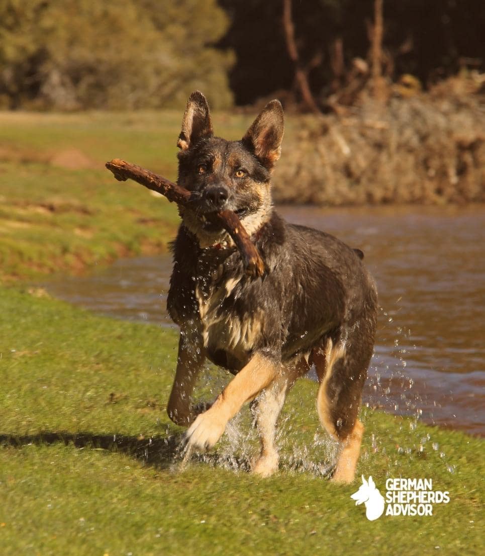 are german shepherds good hunting dogs