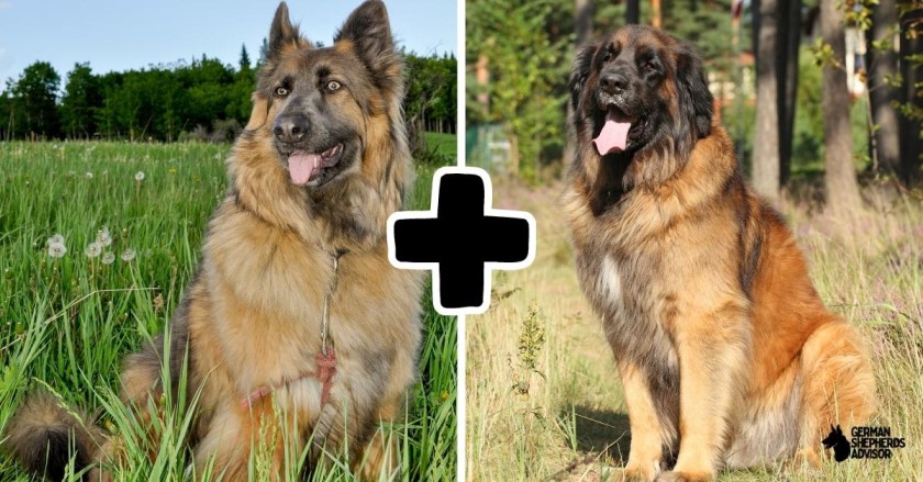 German Shepherd Leonberger Mix: How Much It Is Worth?