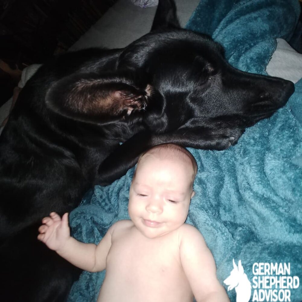 German Shepherd Newfoundland mix is good with children