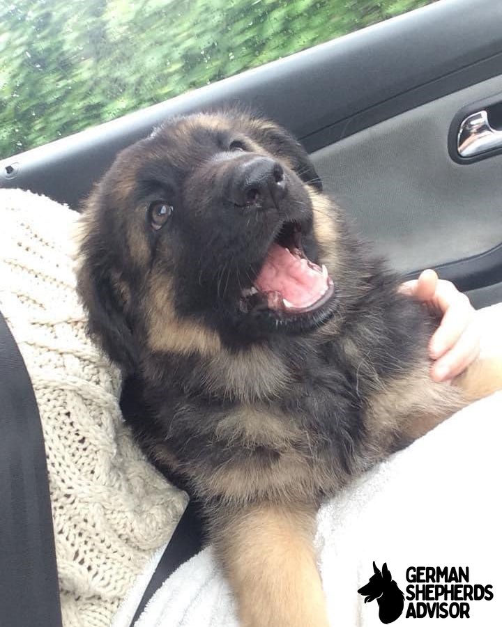 German Shepherd Newfoundland mix puppy