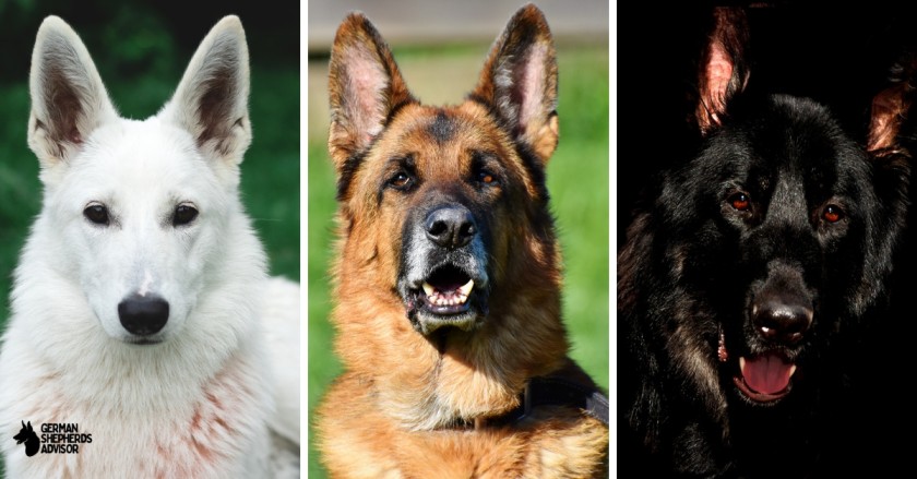 German Shepherd Rare Color: Let’s Discover All Facts!
