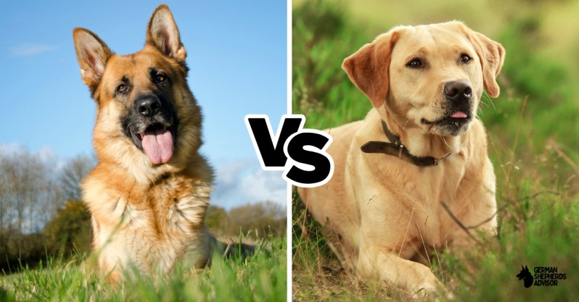 German Shepherd Vs Labrador: Who Will Win?