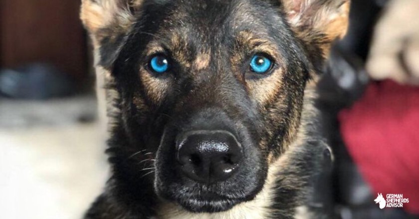 German Shepherd With Blue Eyes – A Miracle!