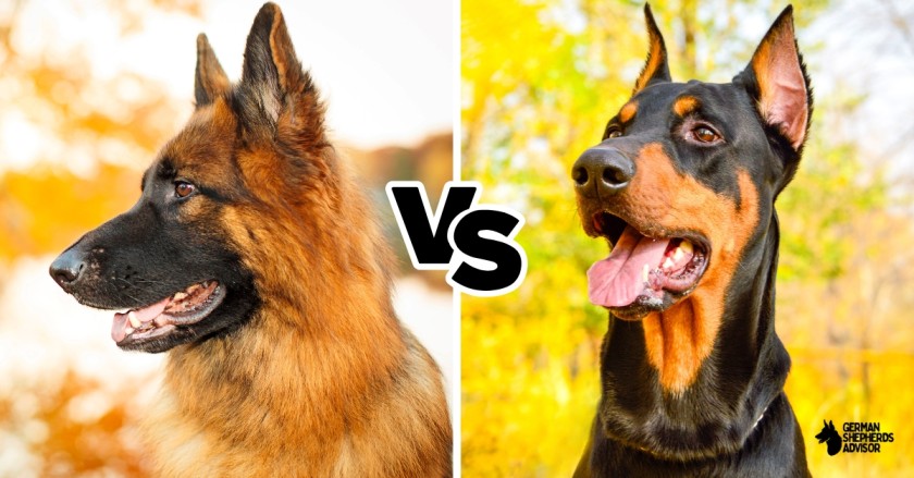 German Shepherd vs Doberman: Who Is Better?