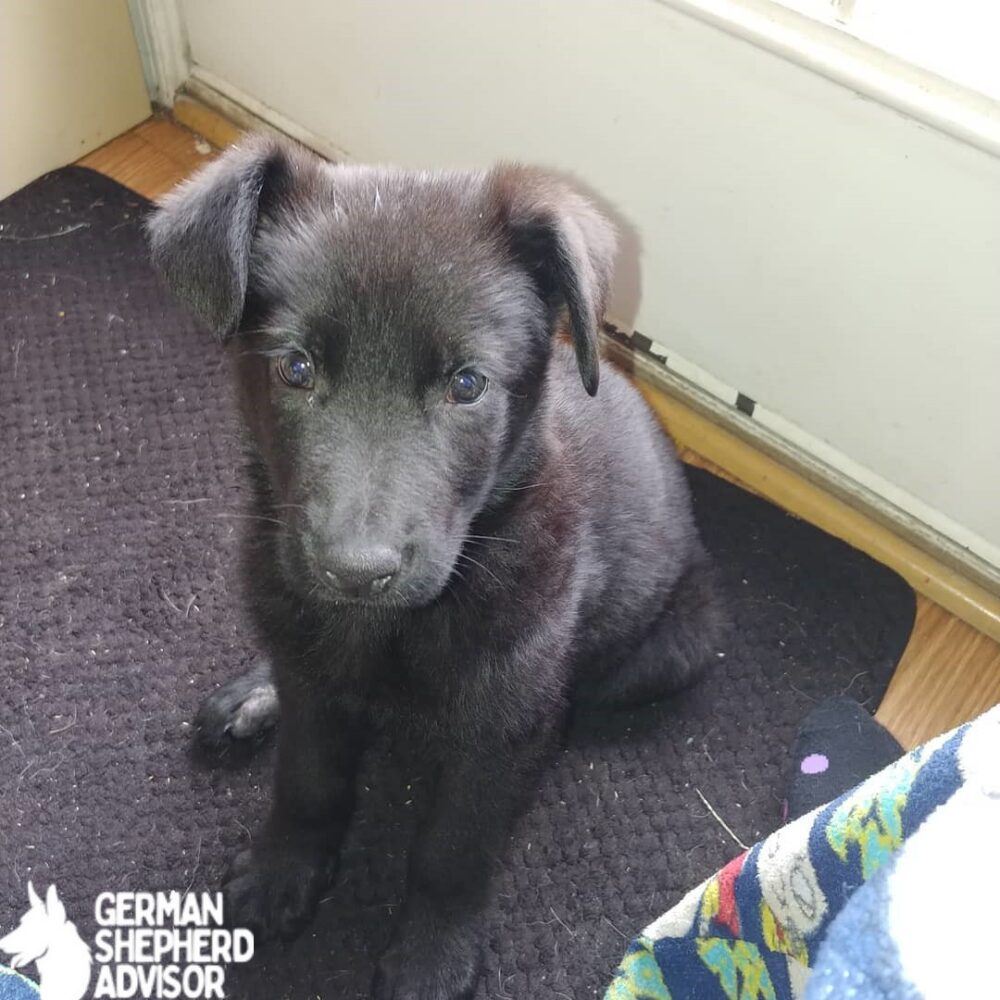 Newfoundland German Shepherd mix puppy