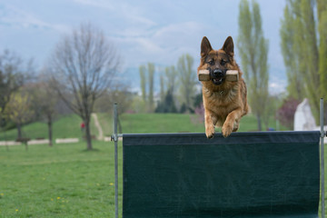 german shepherd can jump high to 6 feet