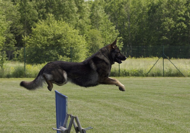 german shepherd dog jumping