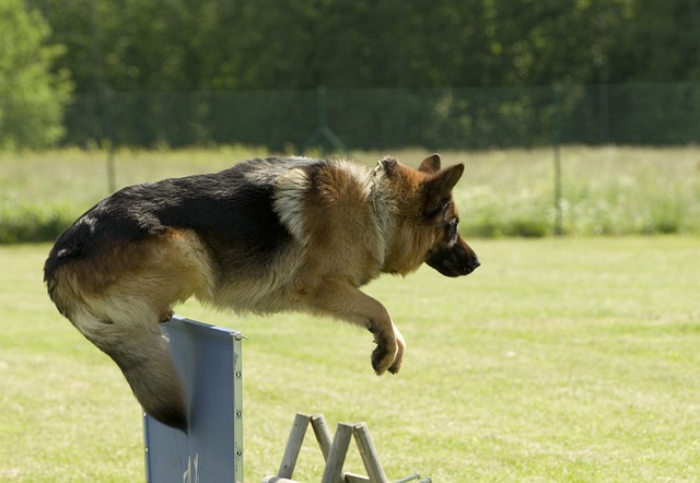 german shepherd is jumping over training wall