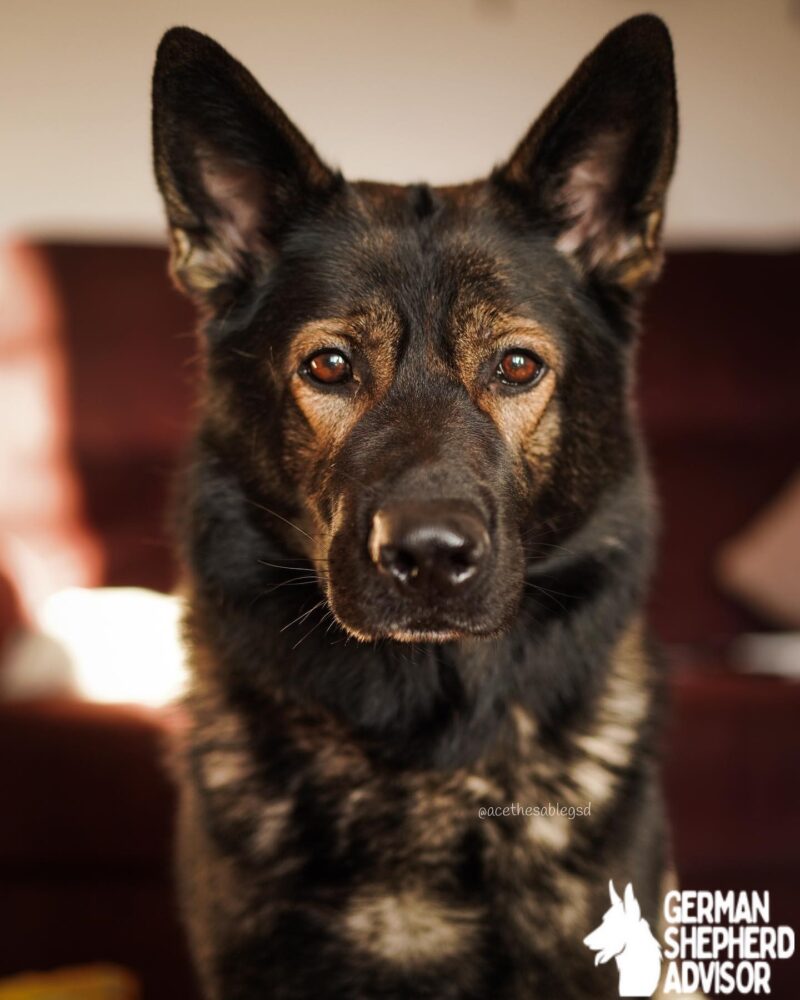 German shepherd newfoundland mix in sable coat colour