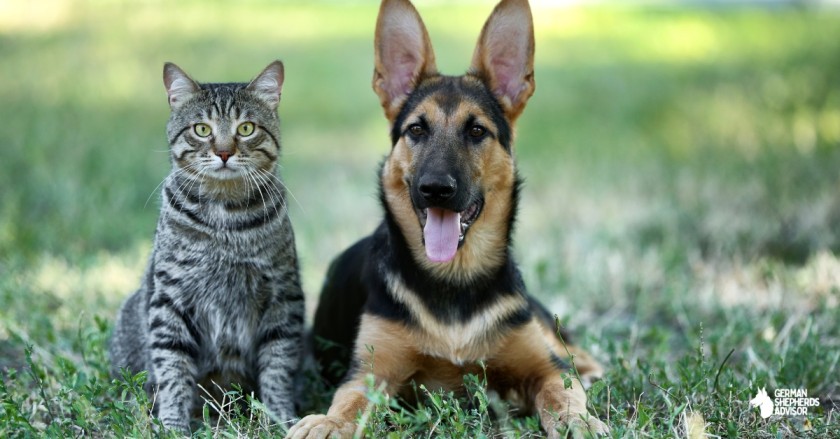 Are German Shepherds Good With Cats? A Good Question for Pet Lovers!